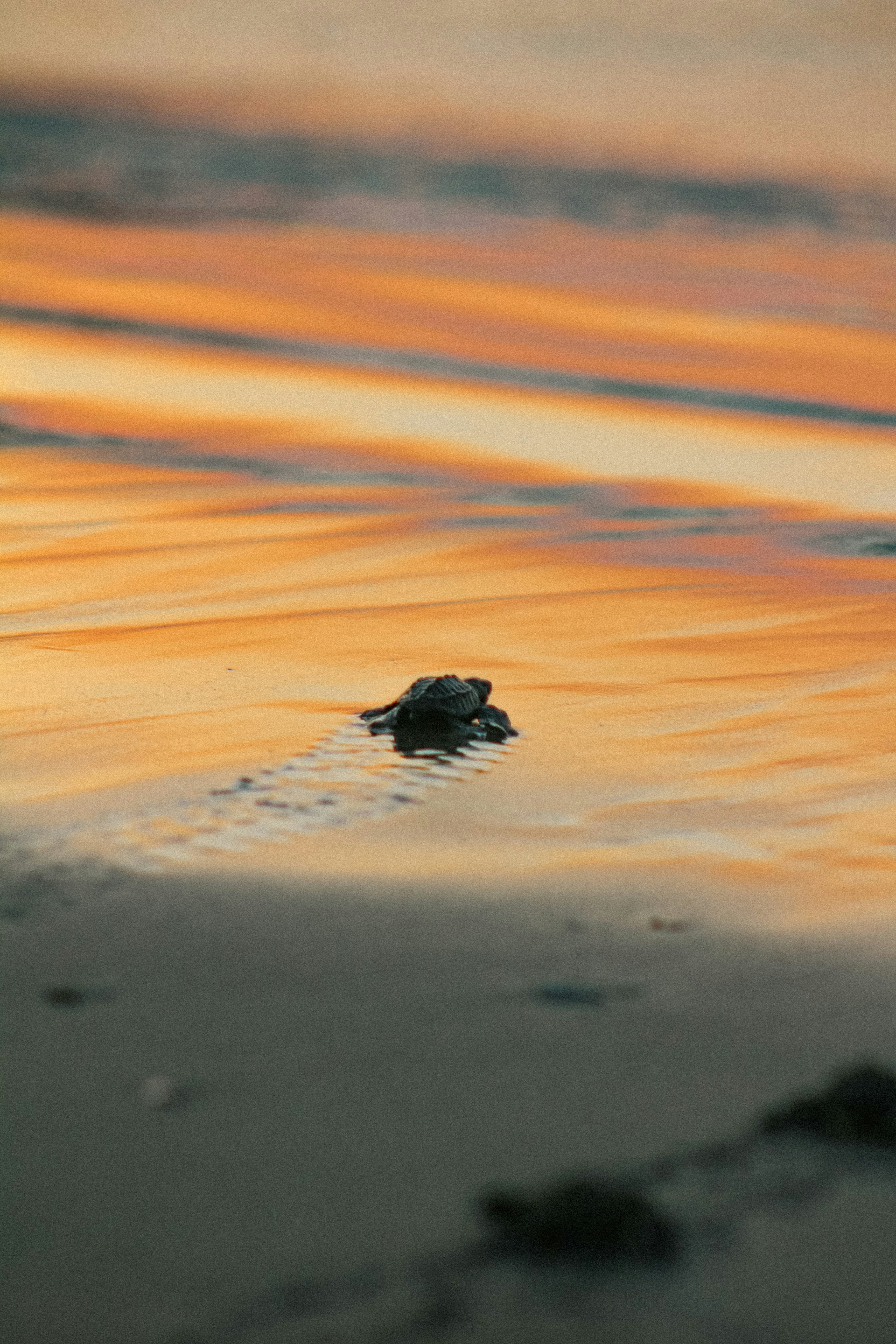 Small Turtle Swimming at the Beach at Sunset - Unsplash by Julie SD